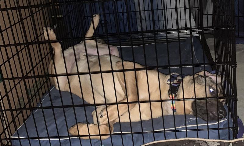 Max has room to spare for stretching out.
