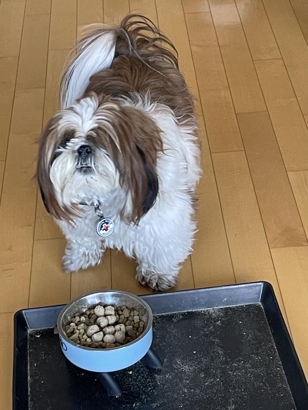 Louie the Lover showing off his favorite meatballs
