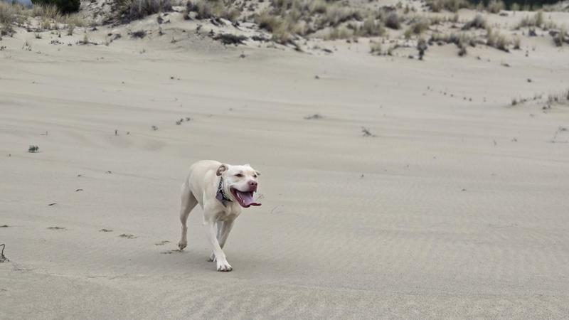 The destroyer jaws for reference.