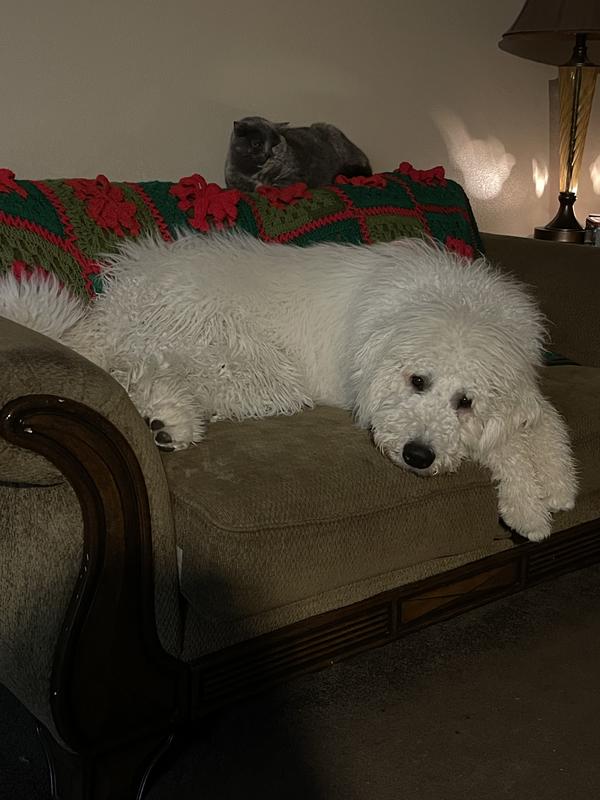 Chilling on the couch!