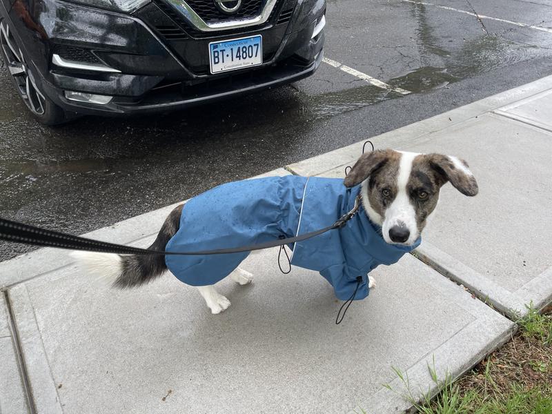 Took some adjusting for him but he is now more comfortable walking in the grass to go potty. The wet grass used to stop him from going potty on rainy days.