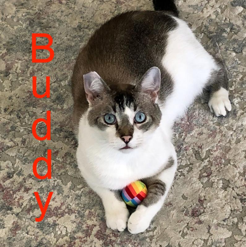 My Buddy