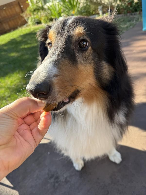 Rocco loved the smell and the taste of Arterra