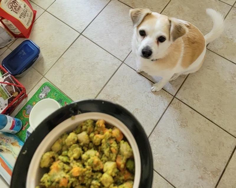 Patiently waiting for dinner