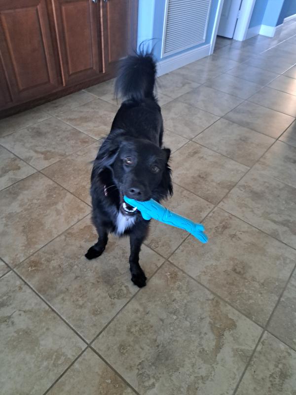 She loves her rubber stick!