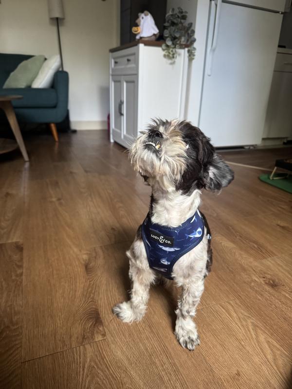 Wally in his new shark harness