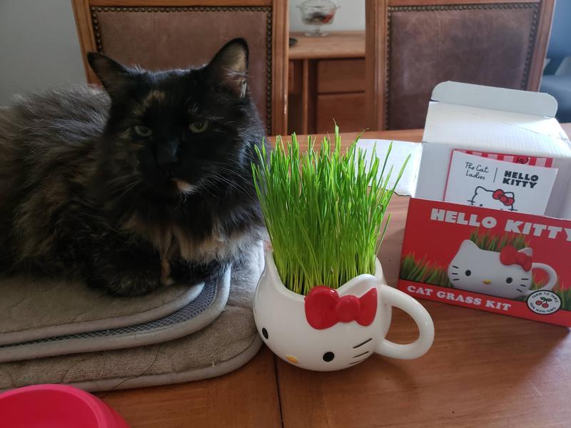 The Cat Ladies Hello Kitty Organic Grass Growing kit with Organic Seed Mix, Organic Soil & Hello Kitty Mug Planter Cat Catnip Pet Grass