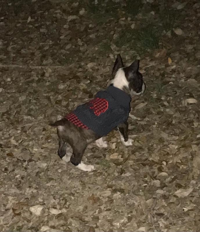 Fusilier in a brand new sweater.