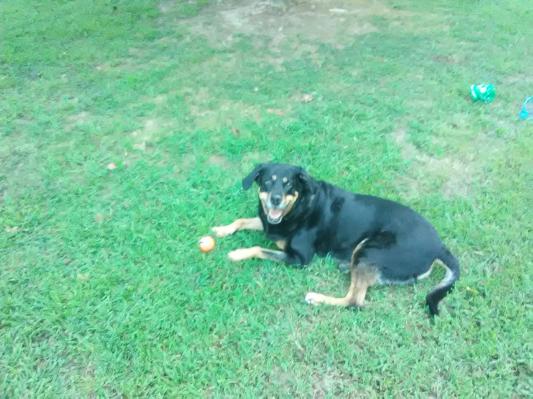 Lulu 6yr. old female