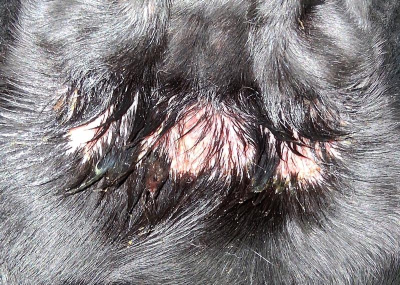 Sorry caused by collar, located under her chin area