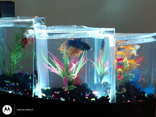 Betta Falls Kits