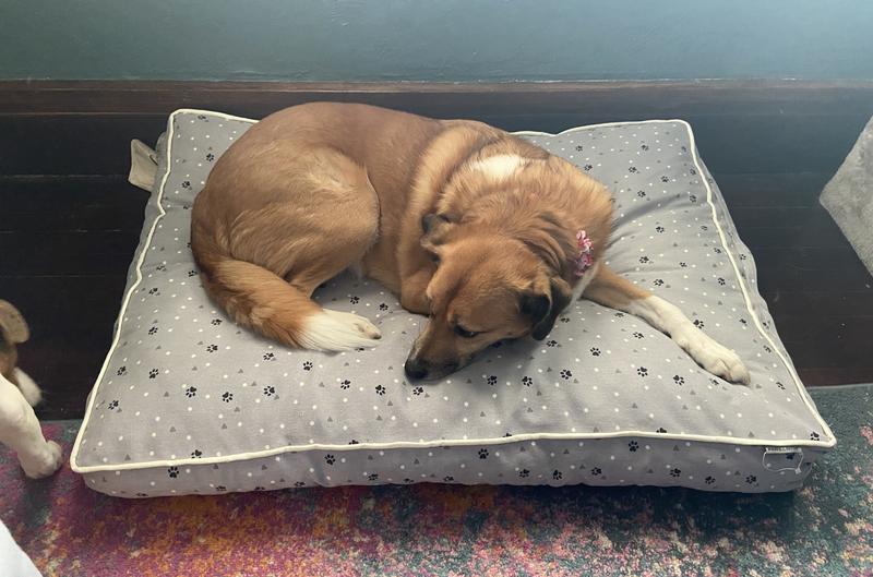 Larry enjoys the new dog bed in my office.