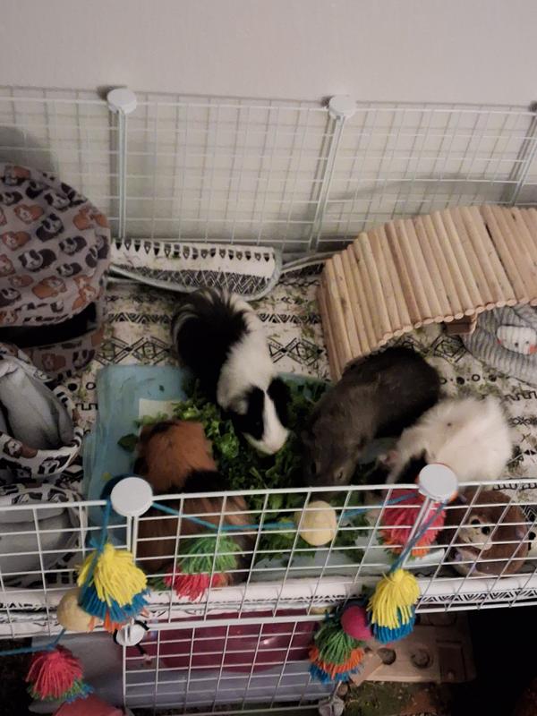 PIGGIES!