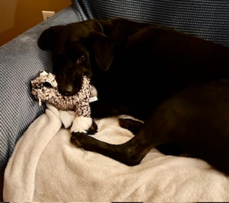 After My Treats I Like To Sit With My Toys