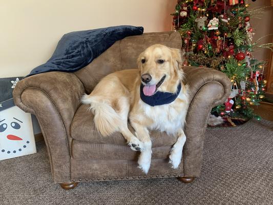 VioletRose chill'n before family Christmas photos