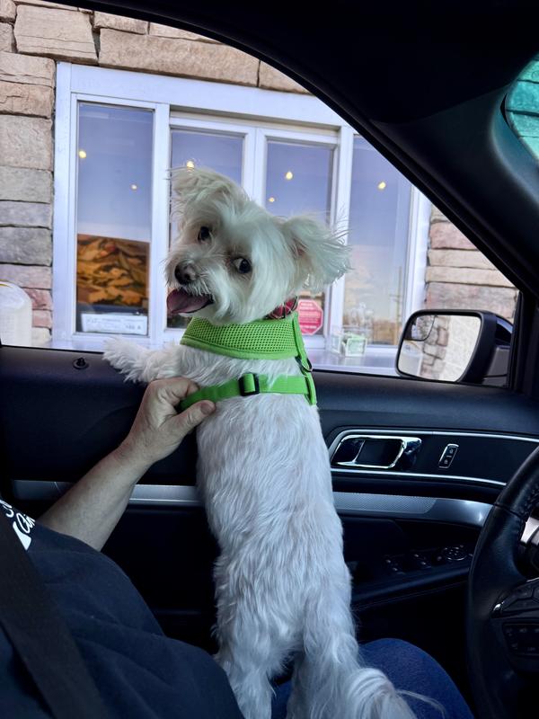 Getting a pup cup for my birthday!!