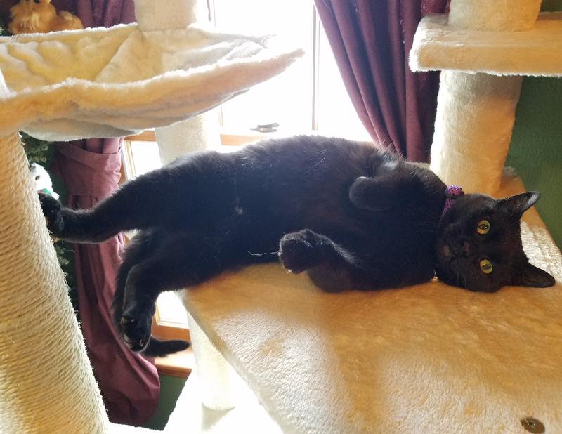 Snowflake with her pretty new collar.