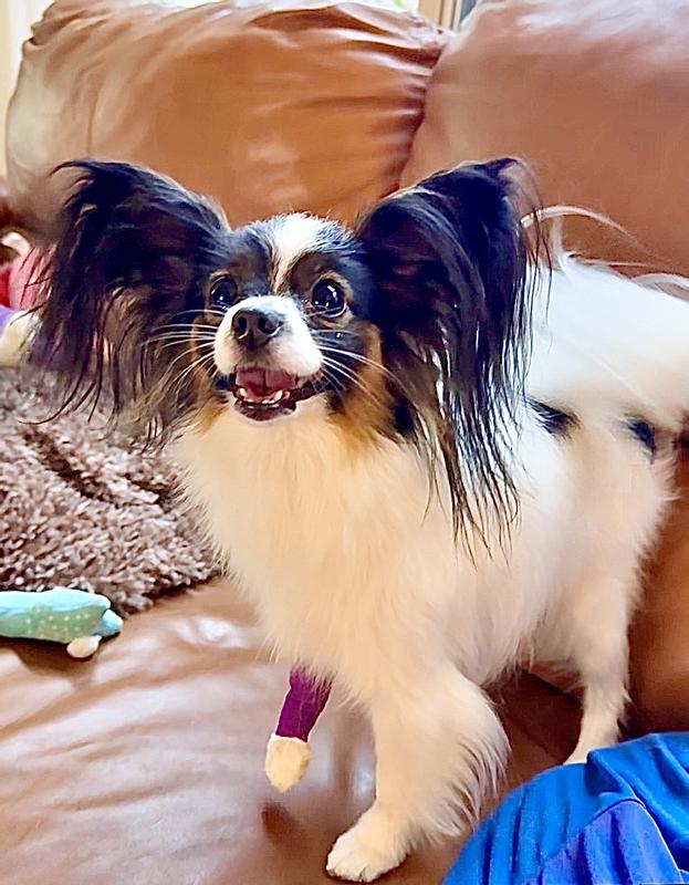 Chloe making a fuss for a treat