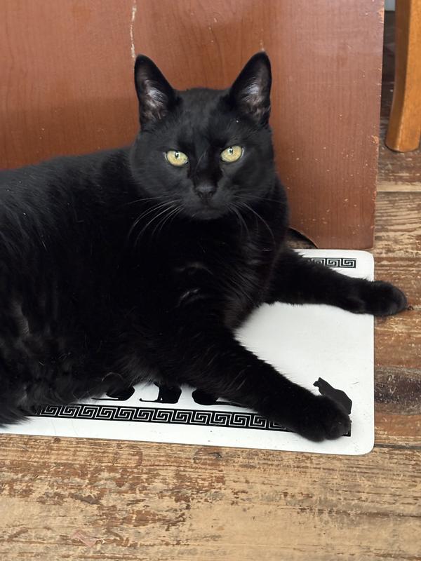 Ziva on her placemat, waiting for dinner