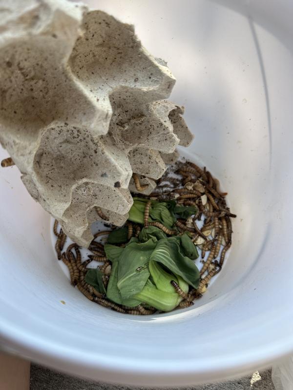 These are the live worms that I’ve sorted through, but I don’t even know if they’re healthy enough to feed my bearded dragon