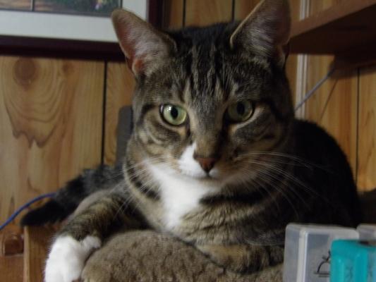 Jerry, one half of the Tom & Jerry brothers.