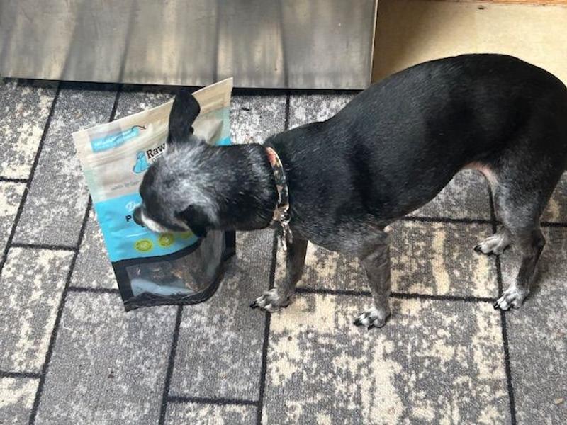 Stella sniffing the Raw Paws 6-inch Beef Green Tripe Sticks Package