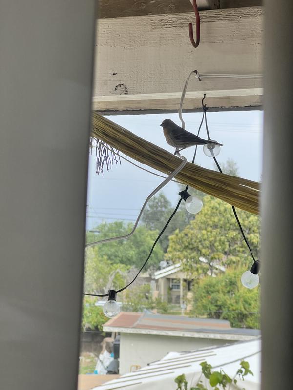 Birdies enjoying seeds!