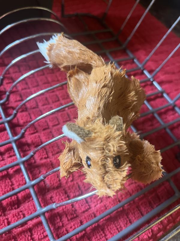 Poor squirrel took a bath in the water bowl! Had to go into the dryer for a while!!