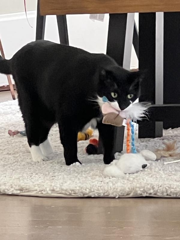 SMARTYKAT Celebration Bundle Cat Toys