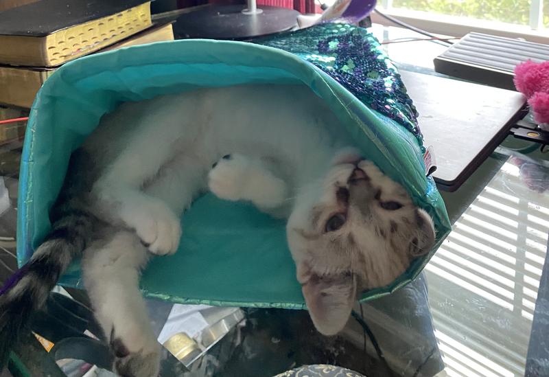 Discontinued KONG Play Spaces SeaQuins Cat Toy