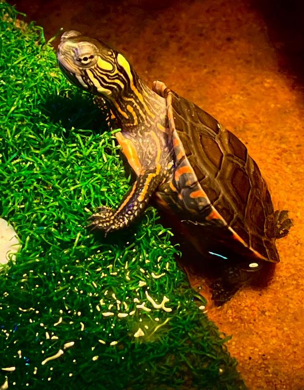 Little Painter sunning under her light