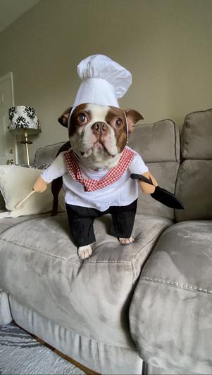 Chef outfit shop for dogs