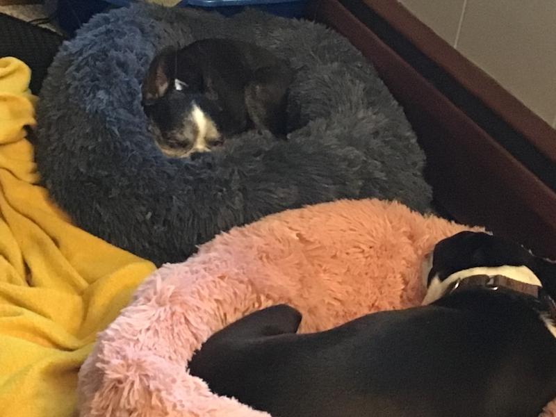 HDP Round Fuzzy Bolster Dog Bed, Pink