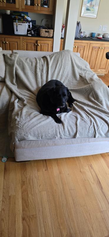Blanket covering sectional with 90-lb lab mix laying on it