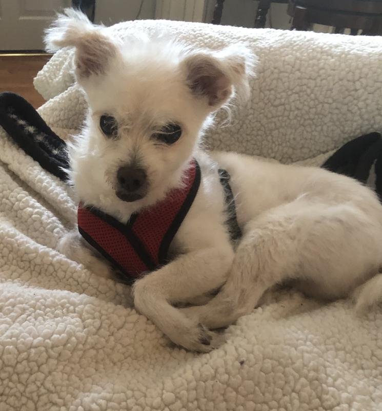 My loyal loving companion for 15 years.  💔