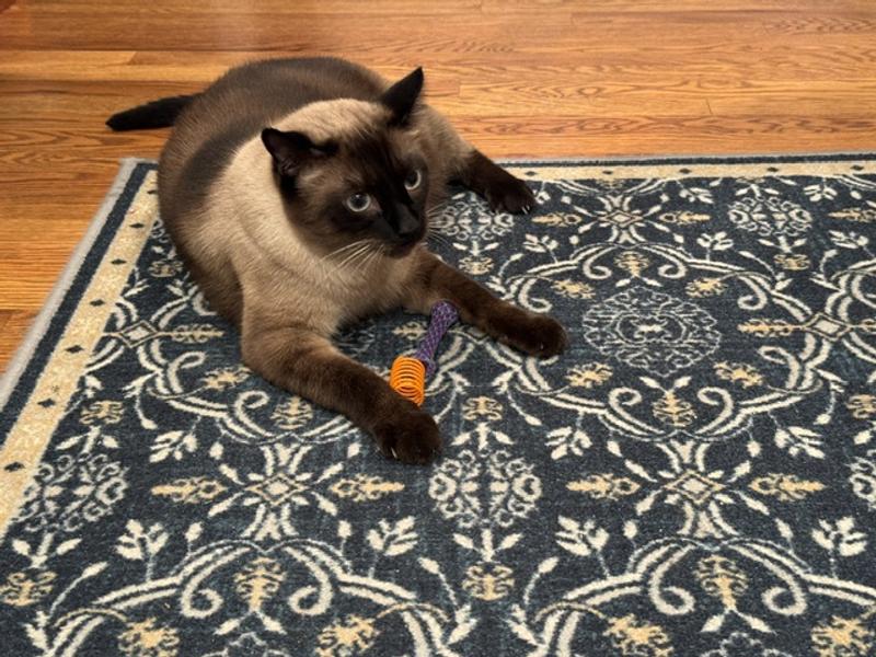 Mocha loving his new spring toy