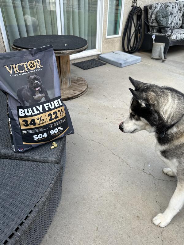 Siberian Huskies Love It Too