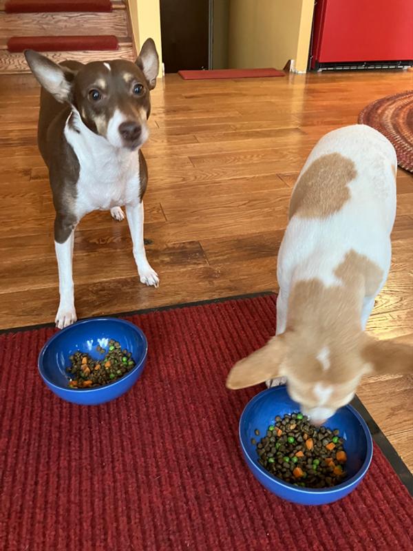 Emmy & Jemma enjoying their dinner, with "Redbarn Air Dried Dog Food" included as a topper.