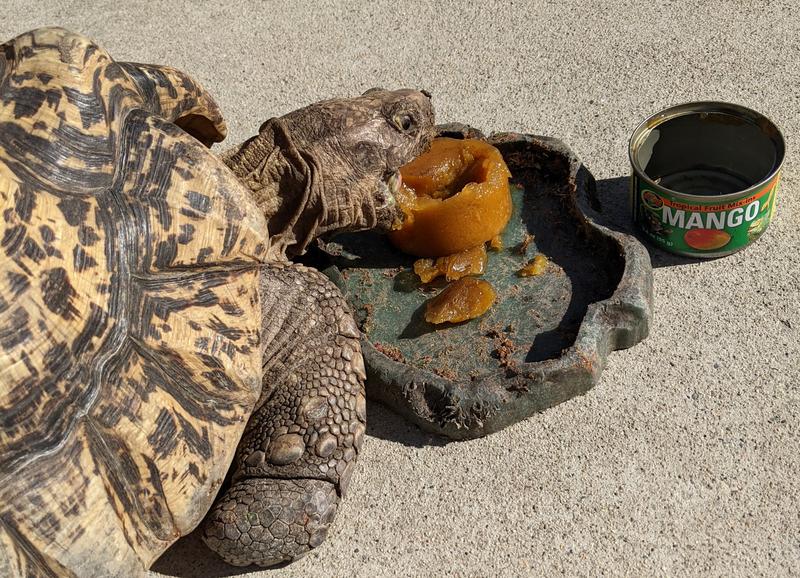 Leopard Tortoise approves