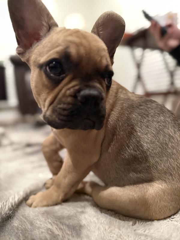 I work for treats❣️