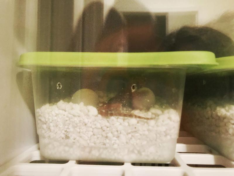 Bearded dragons hatching