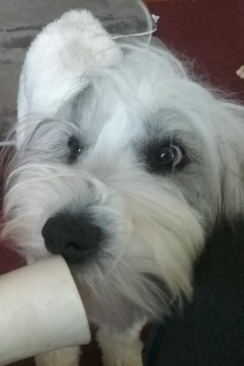 Elsa loves Chewy!