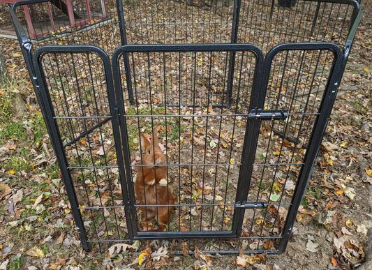 Adult Thrianta rabbit in the pen. Rabbit weighs 6 lbs for reference