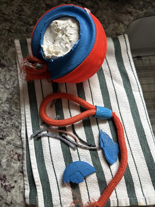 Less than three minutes with a Rottie