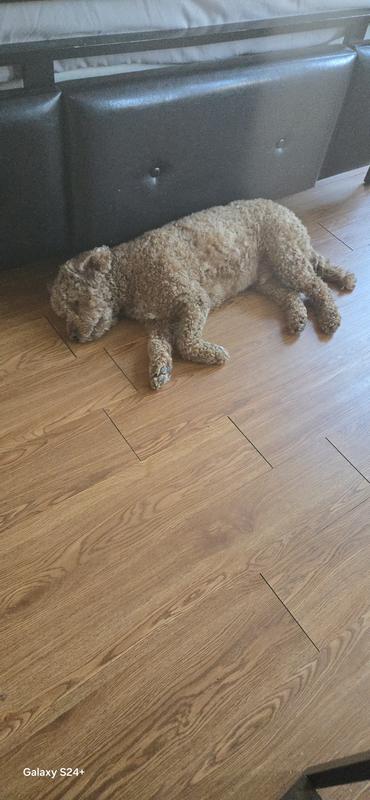 After a good meal, there is a siesta