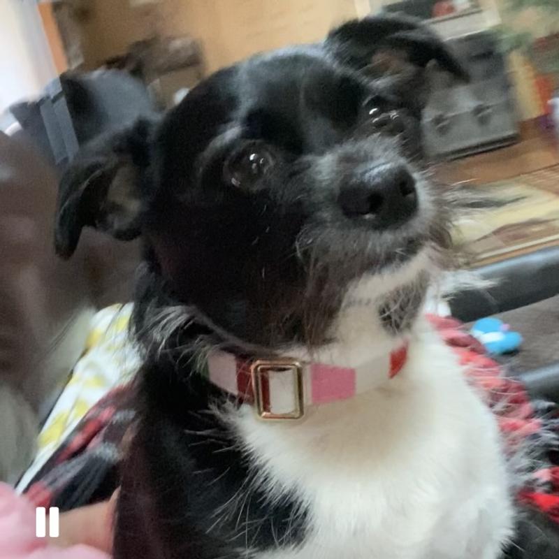 Look at me sporting this namebrand collar