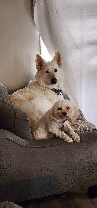 The kibble was small enough for the both of them to enjoy!
