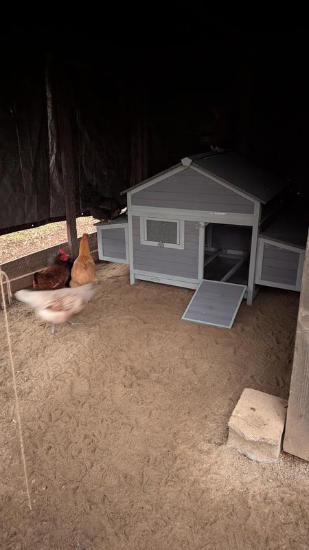 Moving day for my hens.