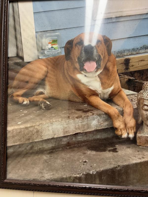 19 year old Beaux Bo.