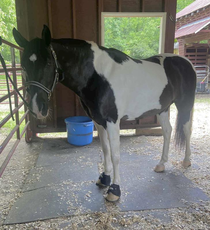Bosco recovering from laminitic incident.